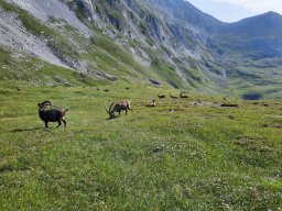 2025-07-Hochschwab_13